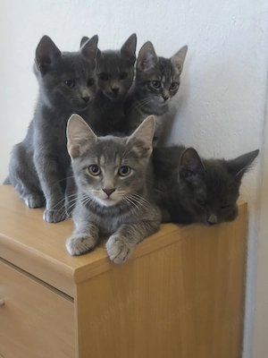 Baby Katzen 