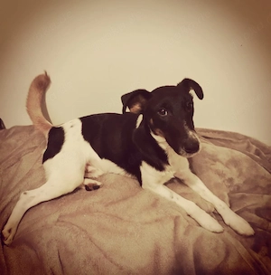 peppy 38cm gross rüde 10 mon sucht  heute bringen mögl 