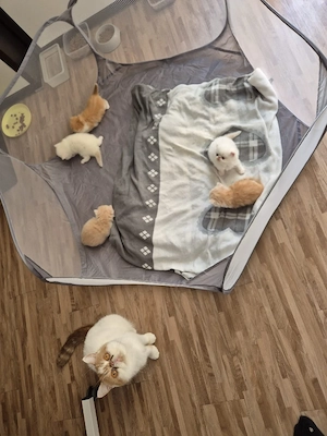 Kittens in 6 Wochen abzugeben 