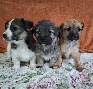 Wunderschöne Chihuahua Mix Welpen 