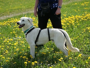 Brando sucht sein Zuhause Bild 5