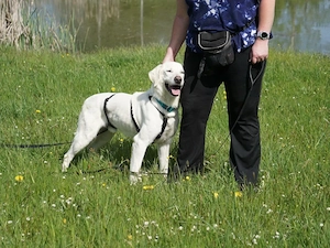 Brando sucht sein Zuhause Bild 4