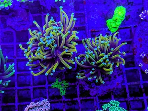 A. echinata, LPS, SPS,Goniopora, Korallen, Ableger,Acropora, Alveopora,Favia Bild 9