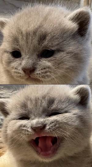 Bkh kitten  