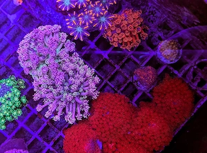 A. echinata, LPS, SPS,Goniopora, Korallen, Ableger,Acropora, Alveopora,Favia