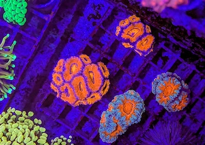 LPS, SPS,Korallen,Ableger,holy grail 24k, golden torch,Euphyllia,NY knicks.  Bild 5