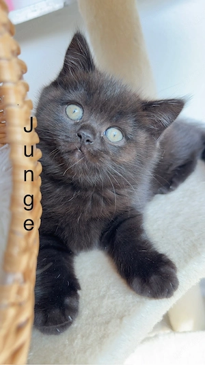 BKH Kitten zu verkaufen  (  schoko )  700 EURO    Oberndorf am Neckar.   