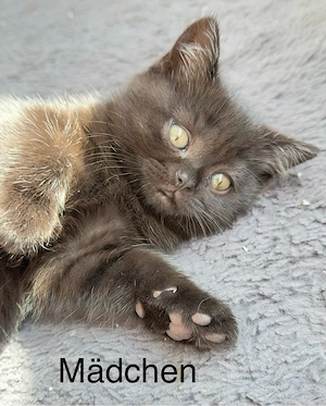 BKH Kitten zu verkaufen  (  schoko )  700 EURO    Oberndorf am Neckar.   