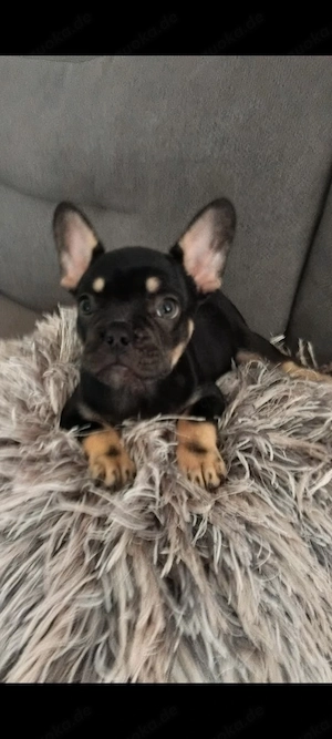 Französische Bulldogge Hündin 