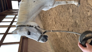 Reitbeteiligung gesucht (MsP)