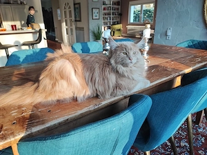 Maine Coon Katze Bild 2