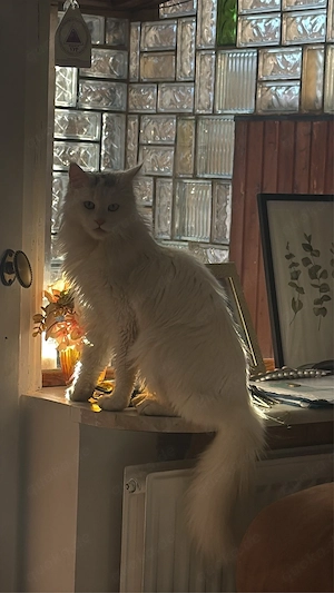 Maine Coon Katze Bild 3