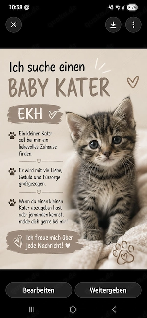 Suche Baby Kater 