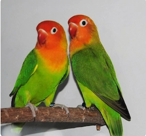 3 stuck Lovebird Pfirsichköpfchen