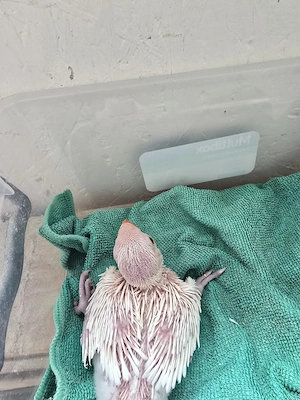 Nestjunge Halsbandsittiche