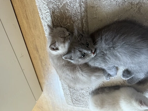 BKH Kitten zum Abgeben!