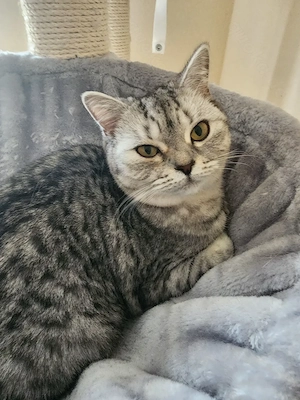 Britisch Kurzhaar Katze