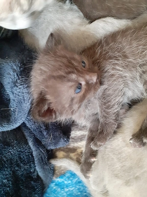 BKH Perser EKH MIx-Kitten 