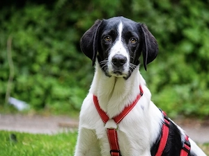 Sirius sucht sein Zuhause