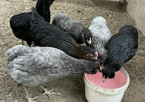 Legehennen in verschiedene rassen,Hühner,Hennen