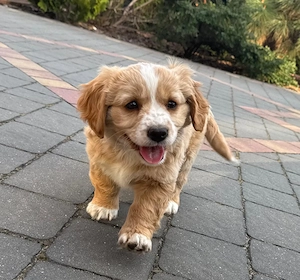 Golden retriever mini 