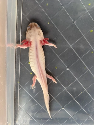 Axolotl zu verschenken