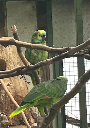 Blaustirnamazonen Pärchen