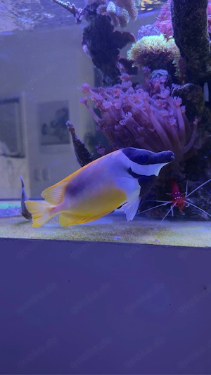 meerwasser fisch fuchsgesicht 