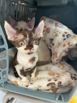 devon rex  choko-weiss bikolor Deckkater   FIFE Stammbaum 