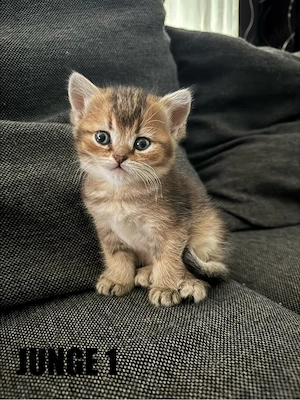 Wunderschöne reinrassige BKH Kitten suchen ein liebevolles Zuhause   