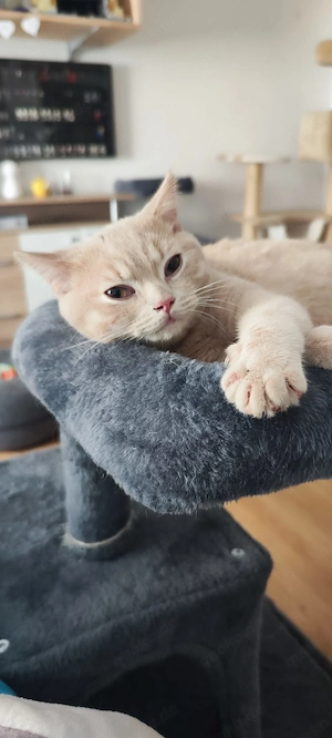 BKh Lilac Tabby Deckkater 