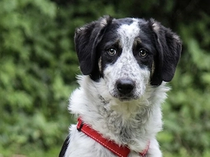 Geppi sucht ihr Zuhause