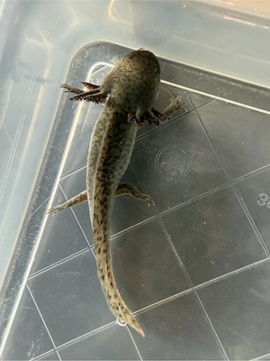 Axolotl Nachwuchs Zuverschenken