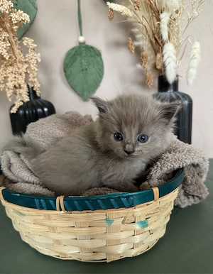 Ragdoll Cherubim Kitten mit Stammbaum