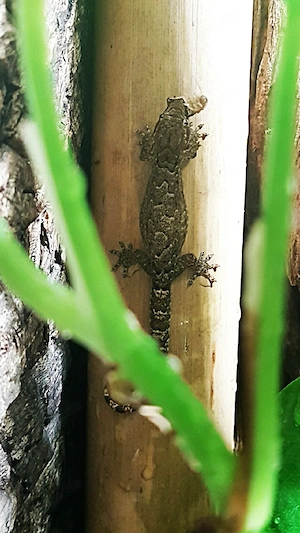 Lepidodactylus lugubris 