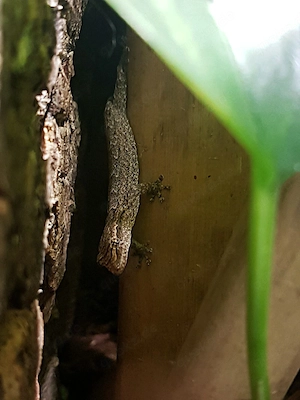 10 lepidodactylus lugubris 