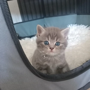 BKH Britisch Kurzhaar Kitten 