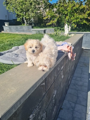 Wunderschöne Maltipoo-Welpen zu verkaufen