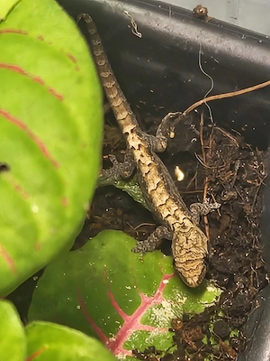 Jungferngecko Babys abzugeben 