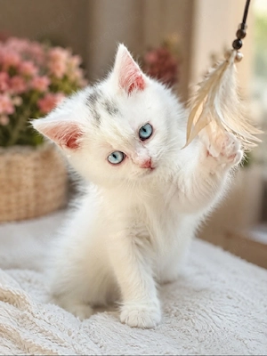 BKH Kitten 