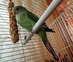Schildsittich, Barabandsittich  Bild 2