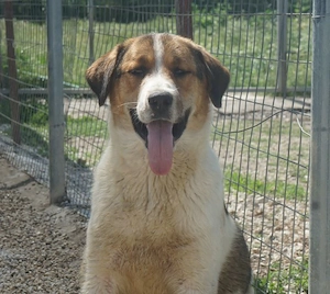Florin, geb. ca. 05 2025, lebt in GRIECHENLAND, im städt. Tierheim Serres Bild 6
