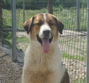 Florin, geb. ca. 05 2025, lebt in GRIECHENLAND, im städt. Tierheim Serres Bild 2