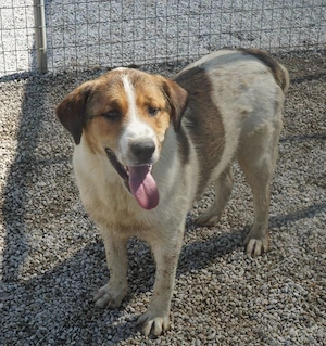 Florin, geb. ca. 05 2025, lebt in GRIECHENLAND, im städt. Tierheim Serres Bild 4
