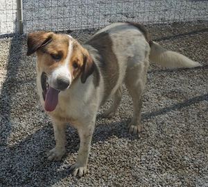 Florin, geb. ca. 05 2025, lebt in GRIECHENLAND, im städt. Tierheim Serres Bild 5
