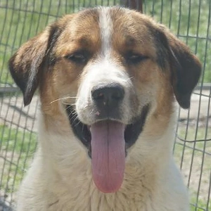 Florin, geb. ca. 05 2025, lebt in GRIECHENLAND, im städt. Tierheim Serres