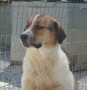 Florin, geb. ca. 05 2025, lebt in GRIECHENLAND, im städt. Tierheim Serres Bild 3