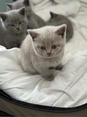 BKH kitten 