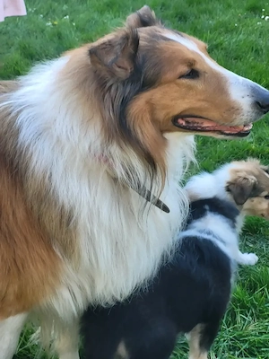 Collies amerikanisch Bild 2