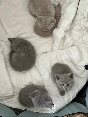 BKH Kitten Blue & Lilac voll Süss Bild 10